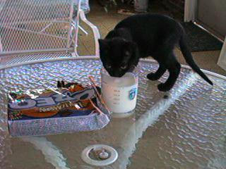 All forms of life require the Orange Food Group and it's very good with milk!!