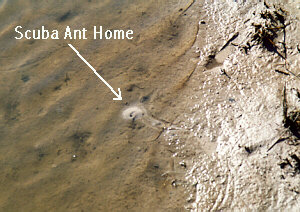 Scuba Ant home in the Waters Off Galveston Island