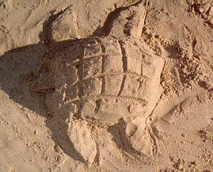 Monument built to the Turtle God built by Ancient Scuba Ants